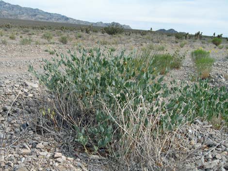 Giant Four O'clock (Mirabilis multiflora)