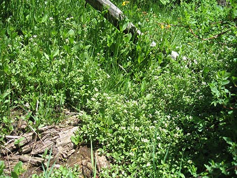 Watercress (Nasturtium officinale)