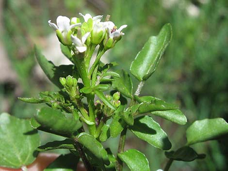 Watercress (Nasturtium officinale)