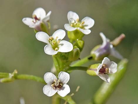 Watercress (Nasturtium officinale)