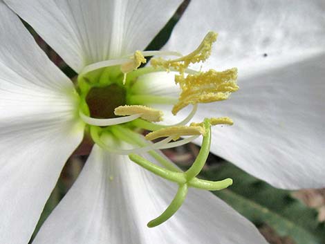 Tufted Evening Primrose (Oenothera caespitosa)