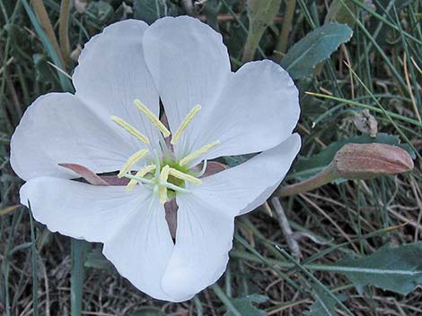 Tufted Evening Primrose (Oenothera caespitosa)