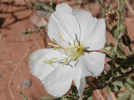 Tufted Evening Primrose (Oenothera caespitosa)