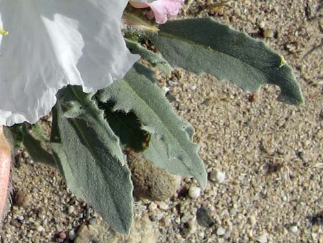 California Evening Primrose (Oenothera californica)