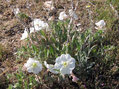 California Evening Primrose (Oenothera californica)