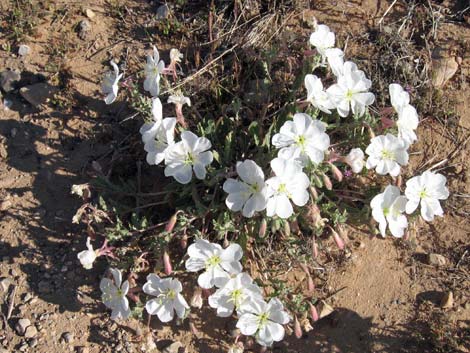 California Evening Primrose (Oenothera californica)