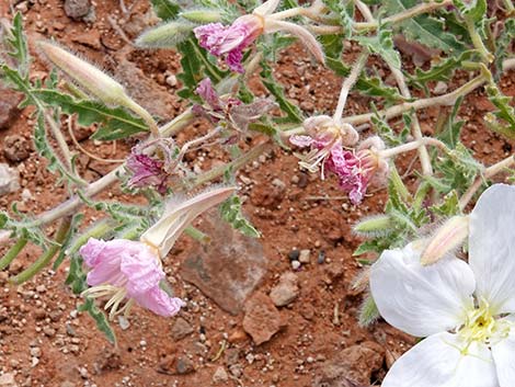 California Evening Primrose (Oenothera californica)