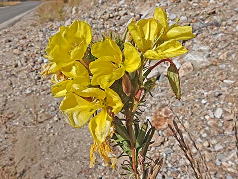 Tall Evening Primrose (Oenothera elata)