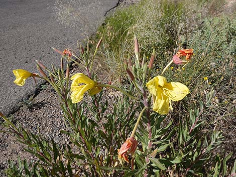 Longstem Evening Primrose (Oenothera longissima)