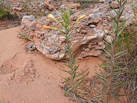 Longstem Evening Primrose (Oenothera longissima)