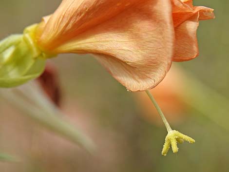 Longstem Evening Primrose (Oenothera longissima)