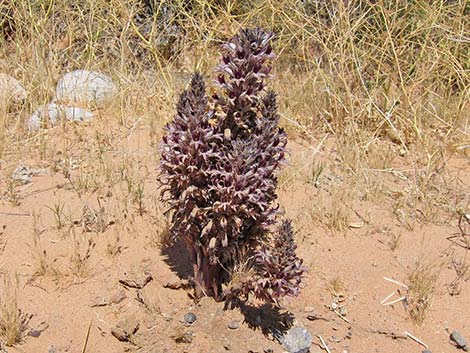 Desert Broom-rape (Orobanche cooperi)