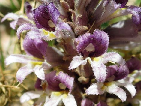 Desert Broom-rape (Orobanche cooperi)