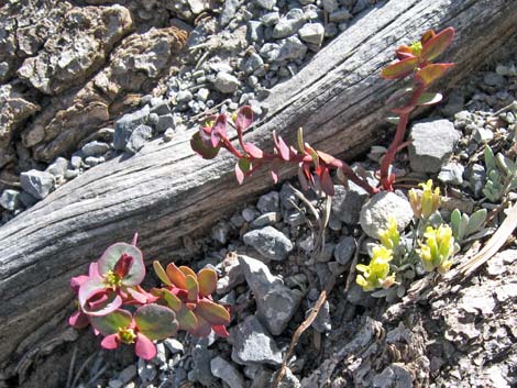 Roundleaf Oxytheca (Oxytheca perfoliata)