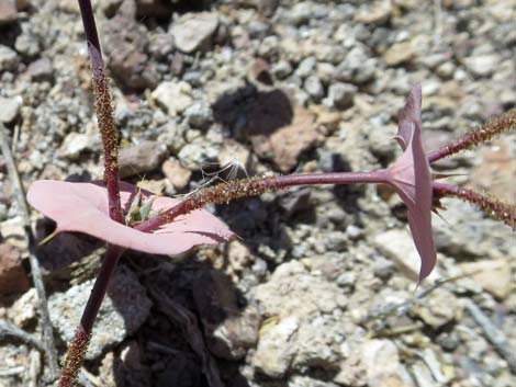 Roundleaf Oxytheca (Oxytheca perfoliata)