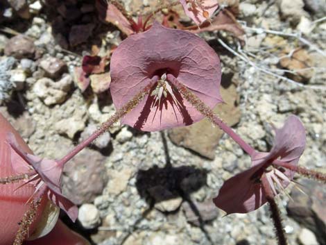 Roundleaf Oxytheca (Oxytheca perfoliata)