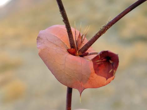 Roundleaf Oxytheca (Oxytheca perfoliata)