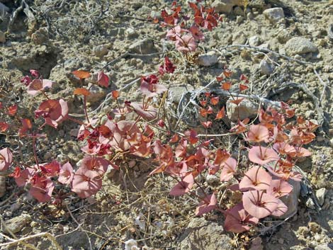 Roundleaf Oxytheca (Oxytheca perfoliata)