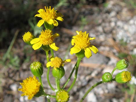 Lobeleaf Groundsel (Packera multilobata)