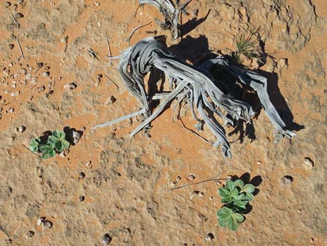 Indian breadroot (Pediomelum castoreum)