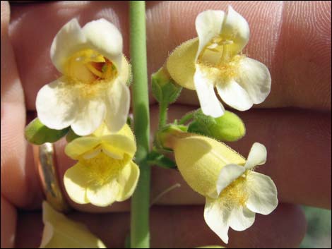 Yellow Pinto Beardtongue (Penstemon bicolor bicolor)