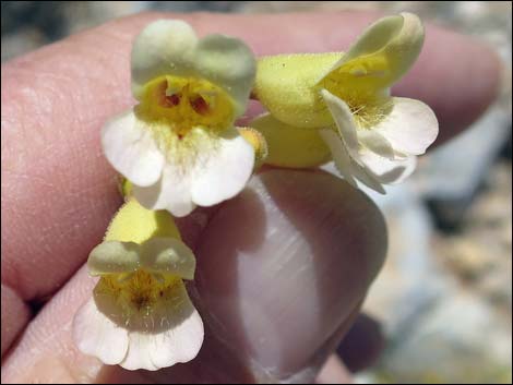 Yellow Pinto Beardtongue (Penstemon bicolor bicolor)