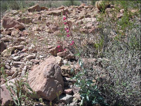 Rosy Pinto Penstemon (Penstemon bicolor var. roseus)