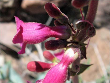 Rosy Pinto Penstemon (Penstemon bicolor var. roseus)