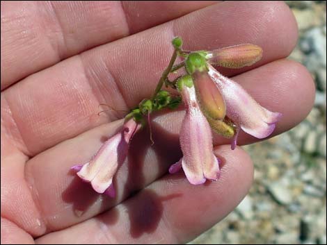 Rosy Pinto Penstemon (Penstemon bicolor var. roseus)