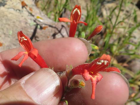 Bridge Penstemon (Penstemon rostriflorus)