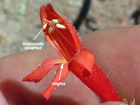 Bridge Penstemon (Penstemon rostriflorus)