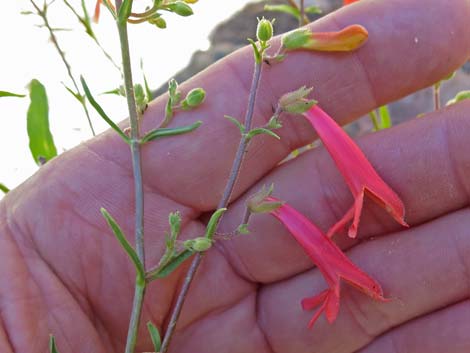 Bridge Penstemon (Penstemon rostriflorus)