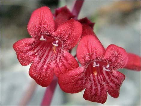 Utah Firecracker (Penstemon utahensis)