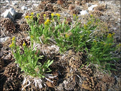 Rock Goldenrod (Petradoria pumila ssp. pumila)