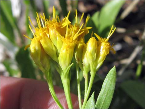 Rock Goldenrod (Petradoria pumila ssp. pumila)