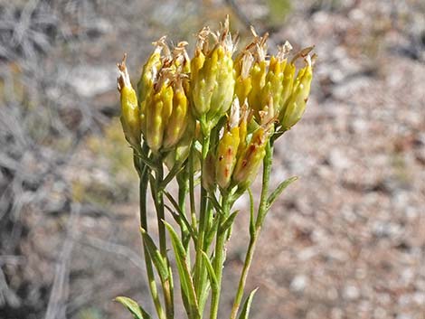 Rock Goldenrod (Petradoria pumila ssp. pumila)