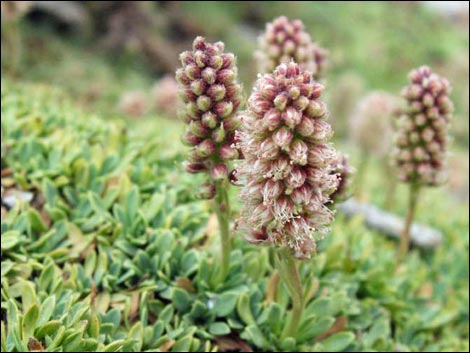 Mat Rockspirea (Petrophyton caespitosum)