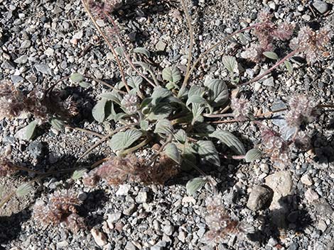 Charleston Phacelia (Phacelia hastata var. charlestonensis)