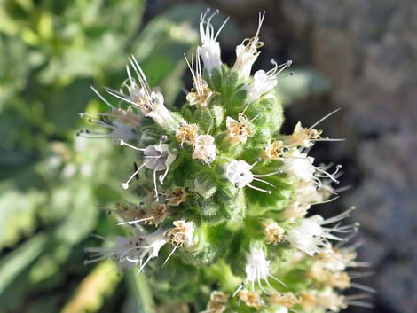 Palmer's Phacelia (Phacelia palmeri)