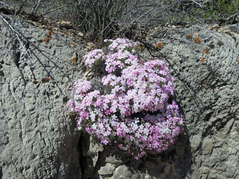 Mountain Phlox (Phlox austromontana)