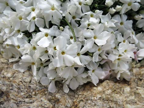 Mountain Phlox (Phlox austromontana)