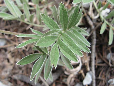 Woolly Cinquefoil (Potentilla hippiana)