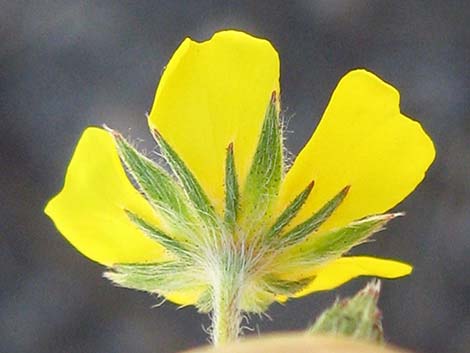 Woolly Cinquefoil (Potentilla hippiana)