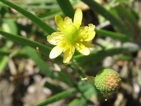 Alkali Buttercup (Ranunculus cymbalaria)