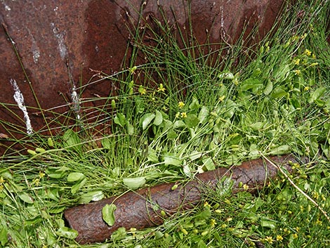 Alkali Buttercup (Ranunculus cymbalaria)
