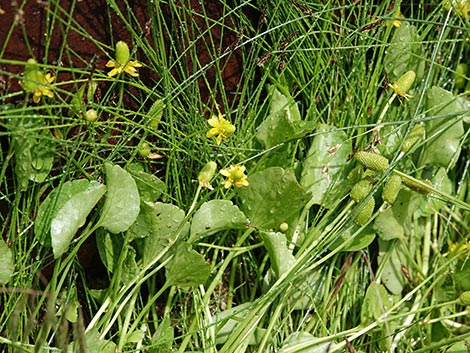 Alkali Buttercup (Ranunculus cymbalaria)