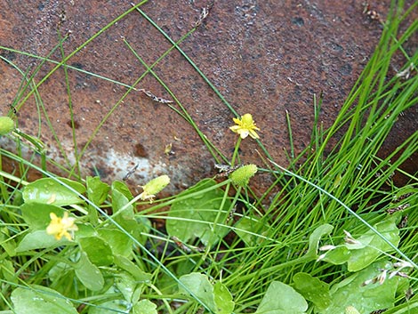 Alkali Buttercup (Ranunculus cymbalaria)