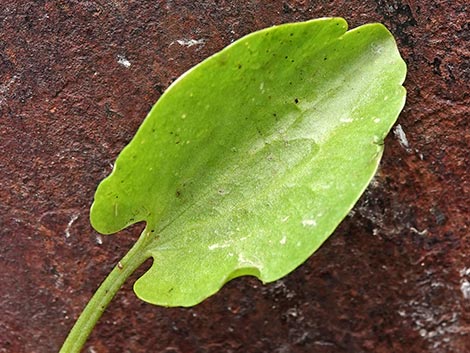 Alkali Buttercup (Ranunculus cymbalaria)