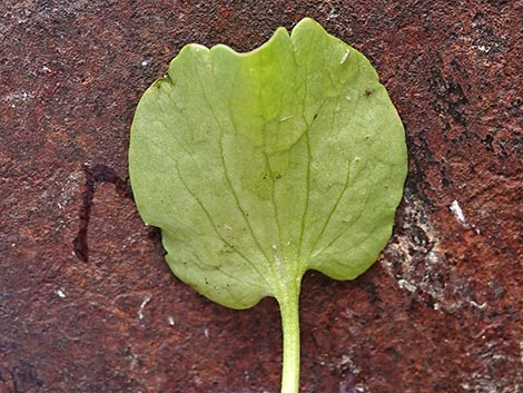Alkali Buttercup (Ranunculus cymbalaria)