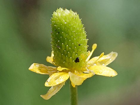 Alkali Buttercup (Ranunculus cymbalaria)
